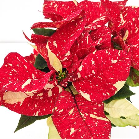 Stella di natale screziata