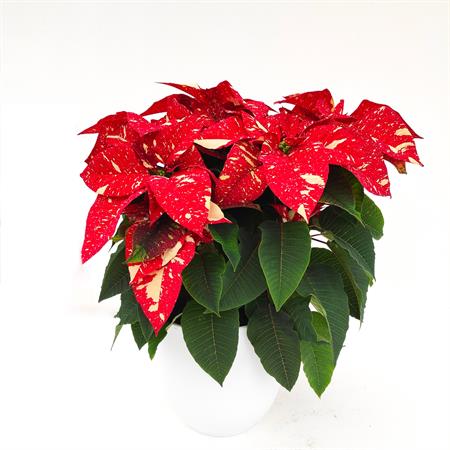 Stella di natale screziata