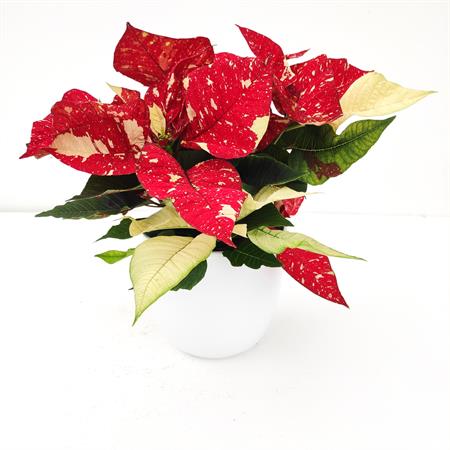 Stella di natale screziata