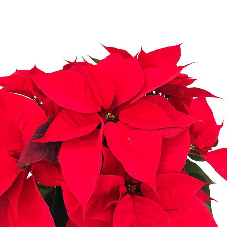 Stella di natale rossa grande