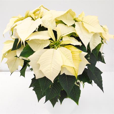 Stella di natale bianca grande