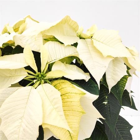 Stella di natale bianca grande