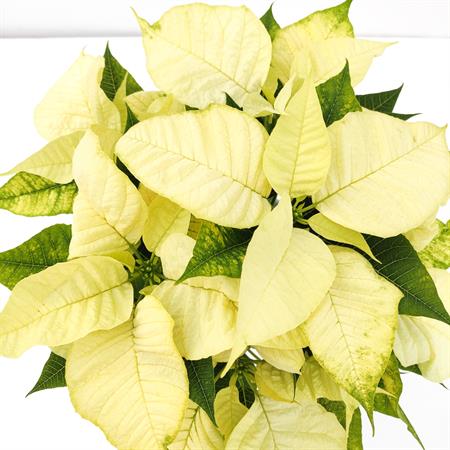 Stella di natale bianca grande