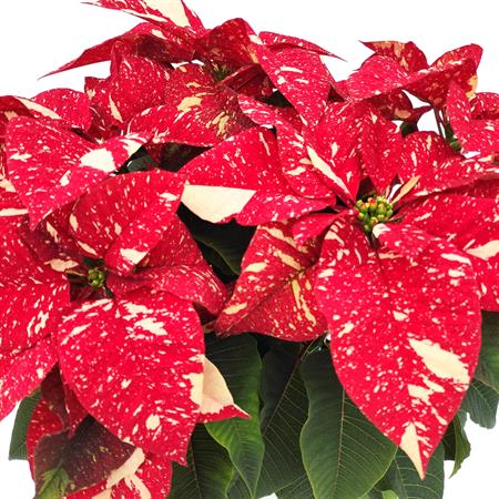 Stella di natale screziata grande