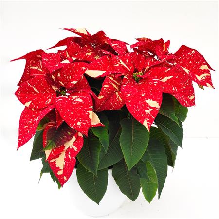 Stella di natale screziata grande