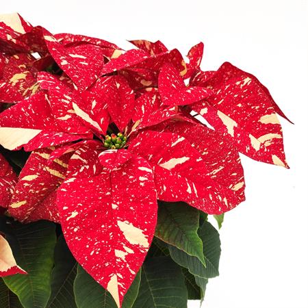 Stella di natale screziata grande