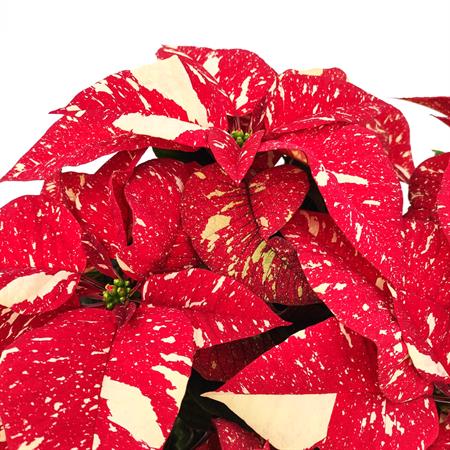 Stella di natale screziata grande