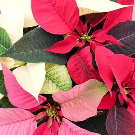 Stella di natale tricolor