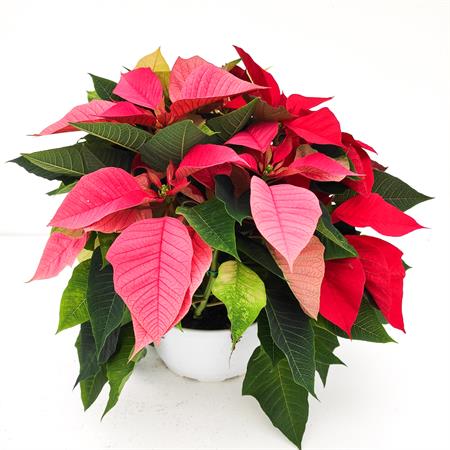 Stella di natale tricolor