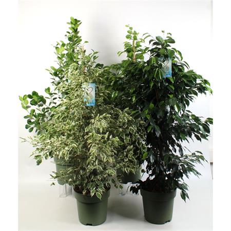 Ficus Benjamin