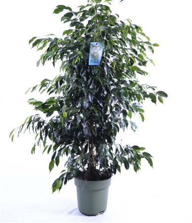 Ficus Benjamin