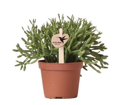 Rhipsalis Baccifera