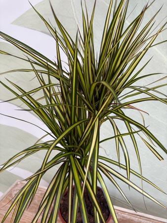 Dracaena Lemon due rami