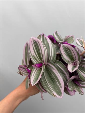 Tradescantia Nanouk
