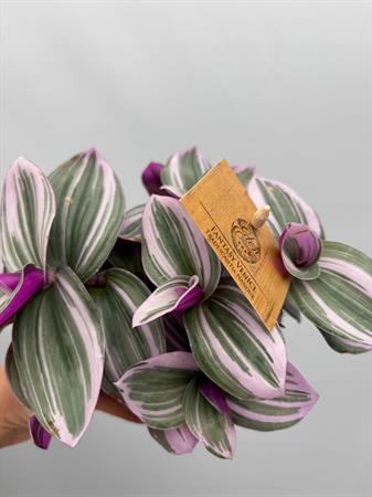 Tradescantia Nanouk
