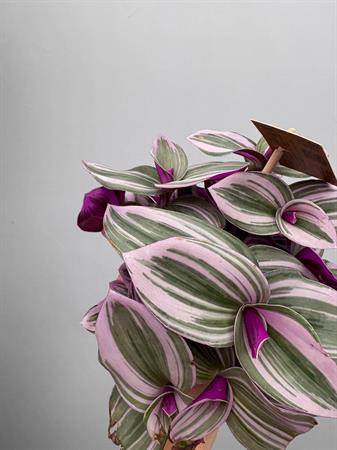 Tradescantia Nanouk