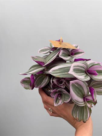 Tradescantia Nanouk