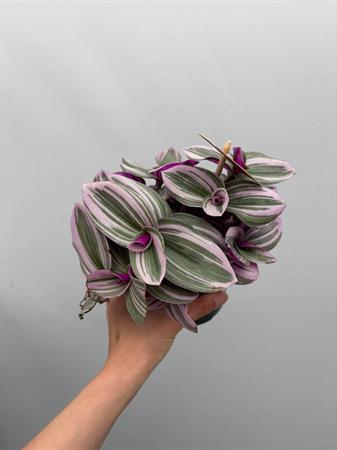 Tradescantia Nanouk