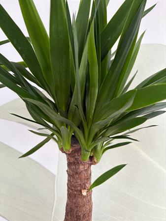Yucca
