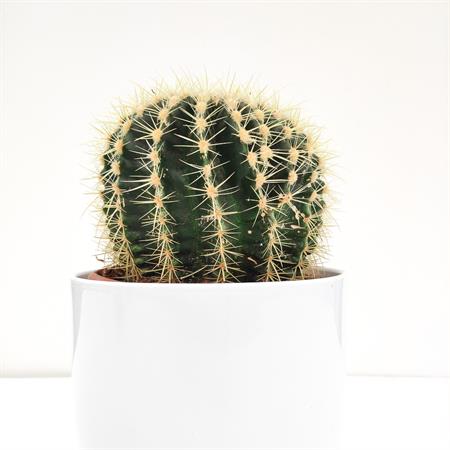 Grusone Cactus