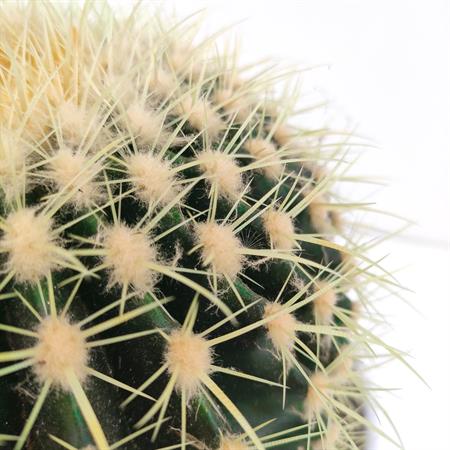 Grusone Cactus