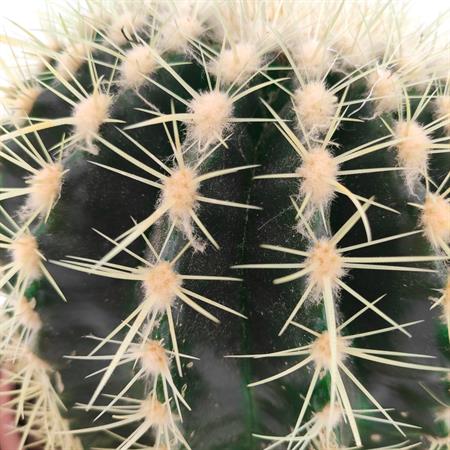 Grusone Cactus