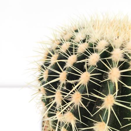 Grusone Cactus