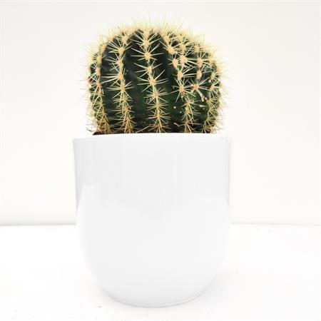 Grusone Cactus