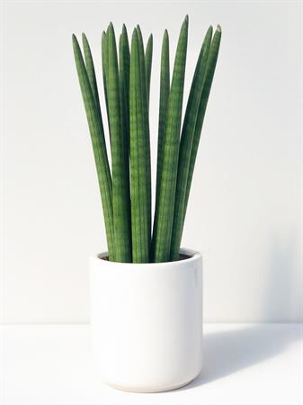 Sanseveria Cilindrica