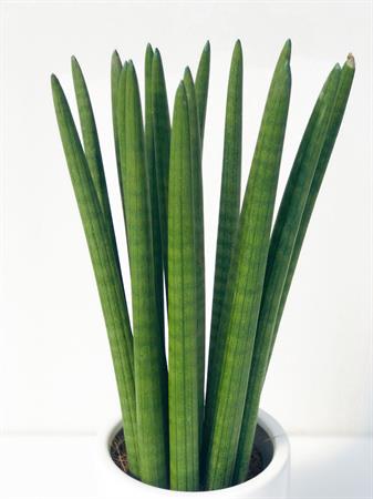 Sanseveria Cilindrica
