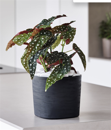 Vaso Capri con riserva d'acqua