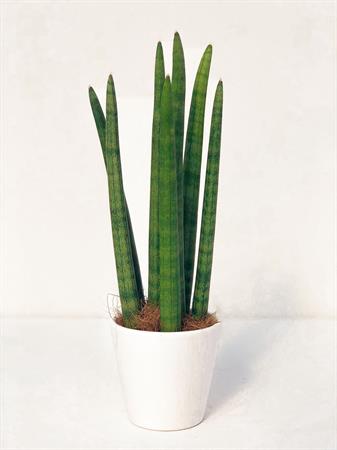 Sanseveria Cilindrica piccola