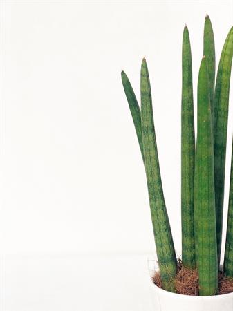 Sanseveria Cilindrica piccola