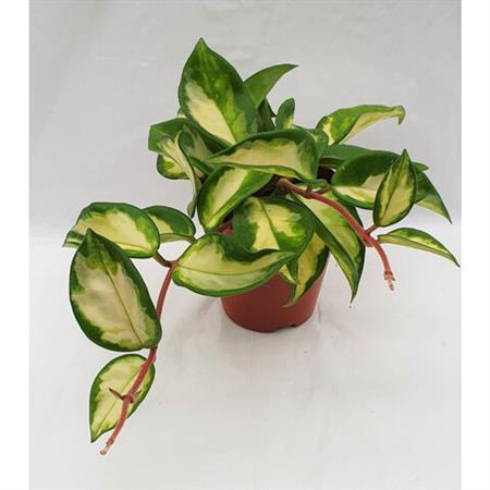 Hoya