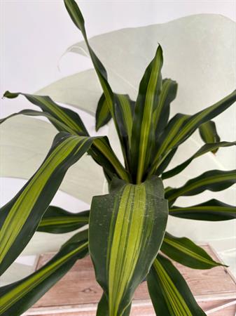 Dracaena