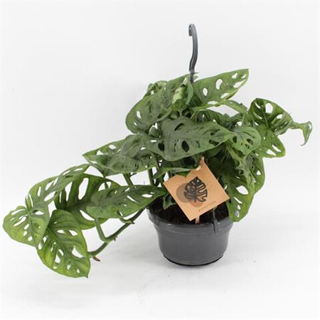 Filodendro Monstera Adansonii grande