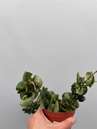 Hoya Carnosa