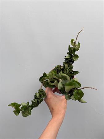 Hoya Carnosa