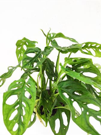 Filodendro Monstera Adansonii
