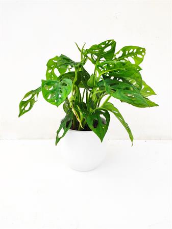 Filodendro Monstera Adansonii