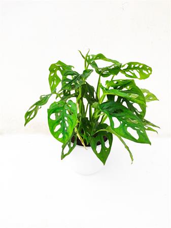 Filodendro Monstera Adansonii