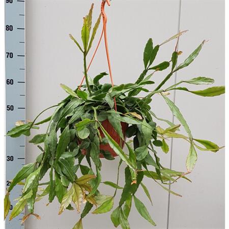 Rhipsalis Elliptica
