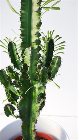 Cactus del deserto