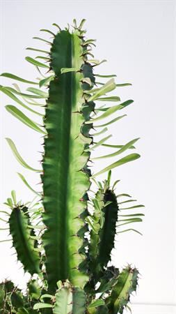 Cactus del deserto