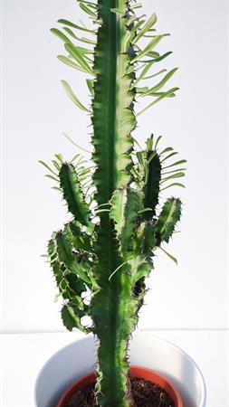 Cactus del deserto