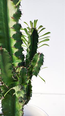 Cactus del deserto