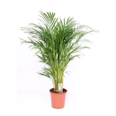 Areca