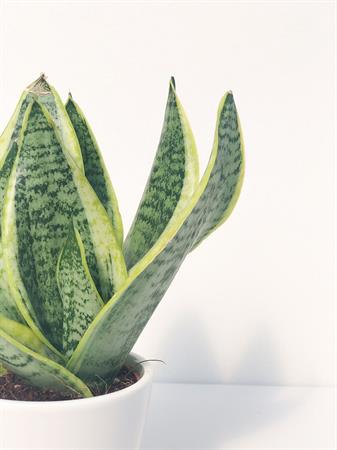 Sanseveria Trifasciata piccola