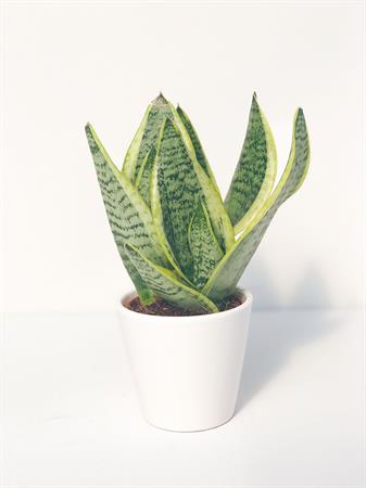 Sanseveria Trifasciata piccola
