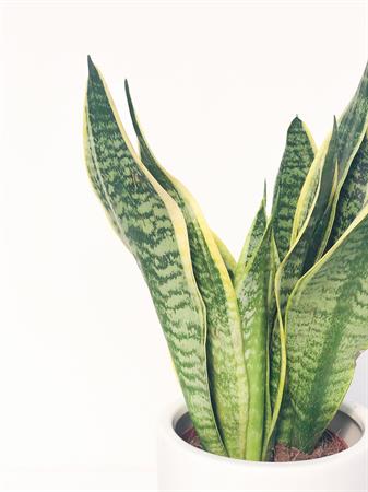 Sanseveria Trifasciata
